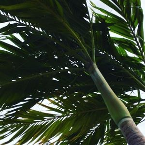 Meet your Posher, Cecelia